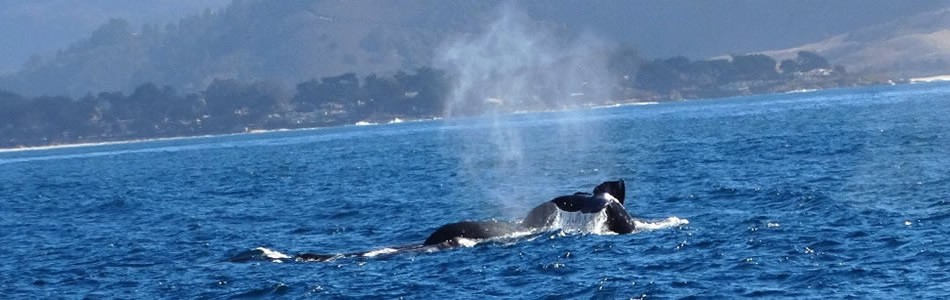 Whales Watching 
