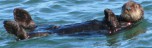 sea otters