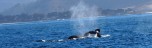 Whales Watching 